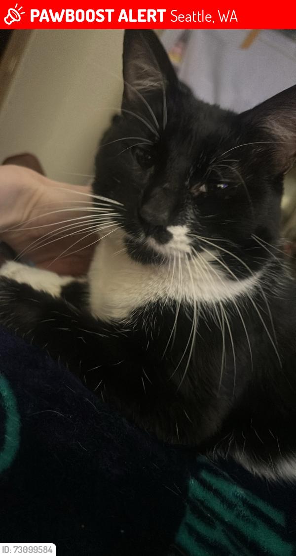 Lost Male Cat last seen Rainer view elementary, Seattle, WA 98178