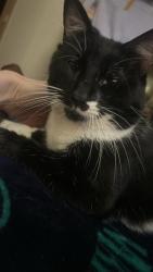 Lost Male Cat last seen Rainer view elementary, Seattle, WA 98178