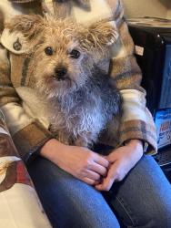 Reunited Female Dog last seen Lawrence Ave, Watsonville Ca, Watsonville, CA 95076