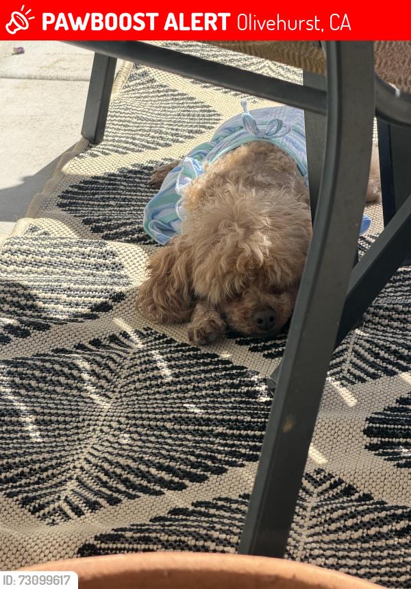 Lost Female Dog last seen Feather River blvd, Olivehurst, CA 95961