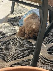 Lost Female Dog last seen Feather River blvd, Olivehurst, CA 95961