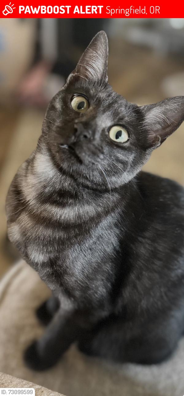 Lost Female Cat last seen Fish and wildlife center on Main Street. Brentwood ests, Springfield, OR 97477