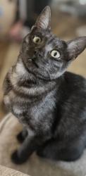 Lost Female Cat last seen Fish and wildlife center on Main Street. Brentwood ests, Springfield, OR 97477