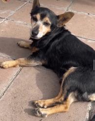 Reunited Male Dog last seen Yukon, Inglewood, CA 90303
