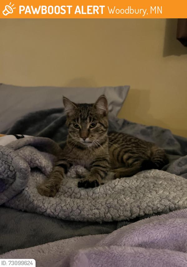 Found/Stray Female Cat last seen Woodbury high school, Woodbury, MN 55125