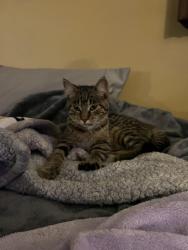 Found/Stray Female Cat last seen Woodbury high school, Woodbury, MN 55125