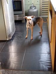 Lost Female Dog last seen Igreja Plena Paz e delegacia 67, Jardim Robru, SP 08150-190