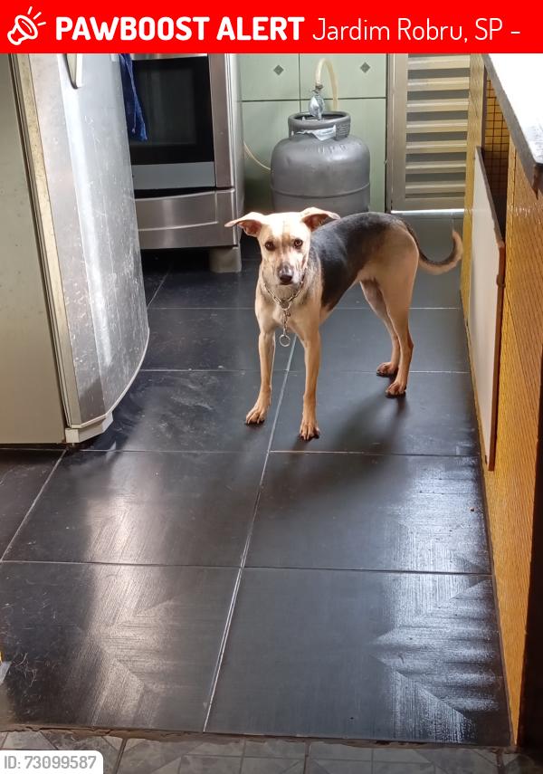 Lost Female Dog last seen Igreja Plena Paz e delegacia 67, Jardim Robru, SP 08150-190