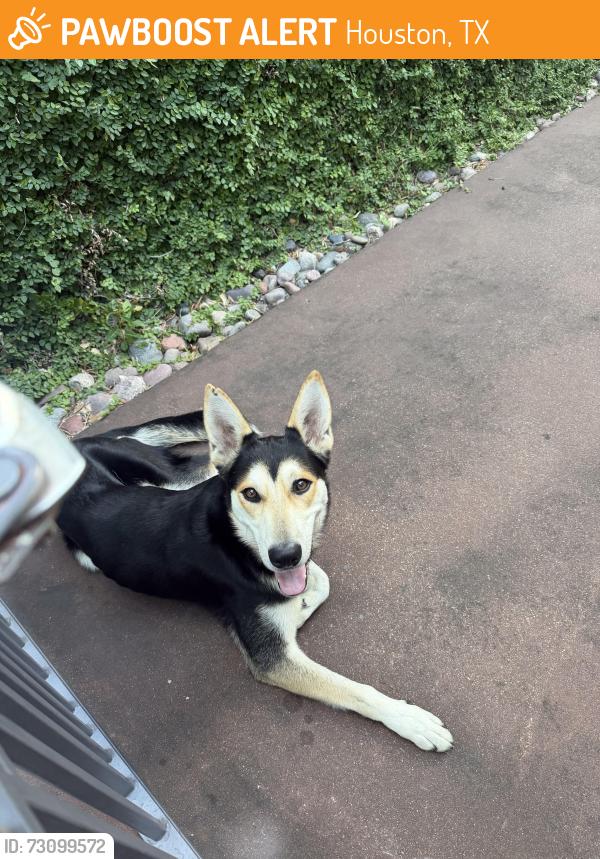 Found/Stray Male Dog last seen River oaks park lock lane & timber, Houston, TX 77027
