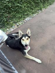 Found/Stray Male Dog last seen River oaks park lock lane & timber, Houston, TX 77027