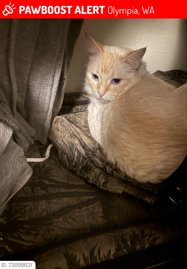 Lost Male Cat last seen Black lake apmts, Olympia, WA 98512