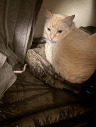 Lost Male Cat last seen Black lake apmts, Olympia, WA 98512
