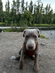 Lost Male Dog last seen Woods to the right of the boat landing, Springfield, OR 97478