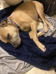 Found/Stray Female Dog last seen Rocky Creek in Harrison Road, Macon, GA 31206