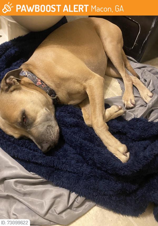 Found/Stray Female Dog last seen Rocky Creek in Harrison Road, Macon, GA 31206