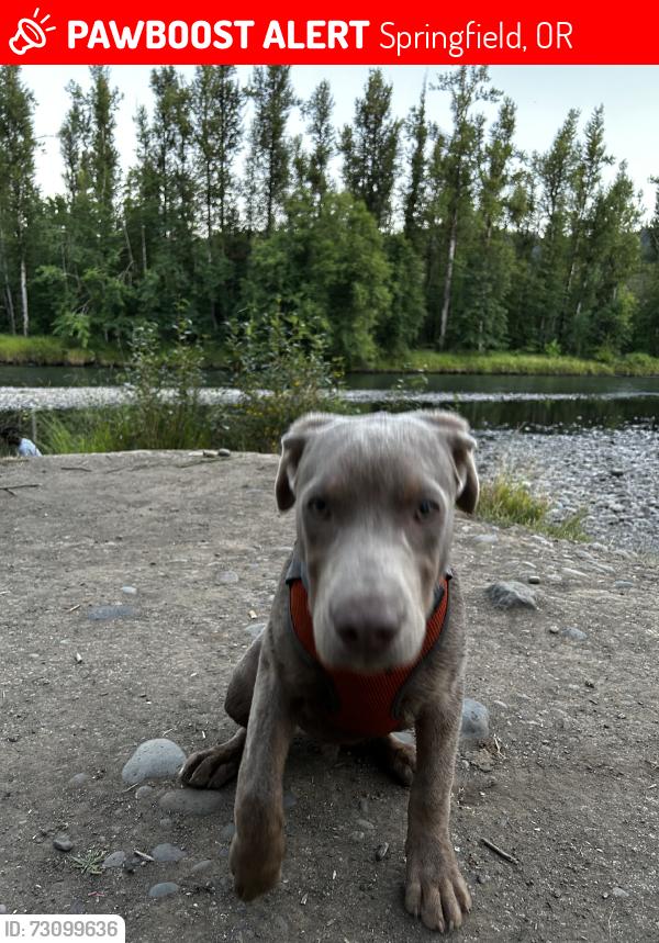 Lost Male Dog last seen Woods to the right of the boat landing, Springfield, OR 97478