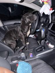Found/Stray Female Dog last seen North Long Beach, Long Beach Blvd and Market street, Long Beach, CA 90831