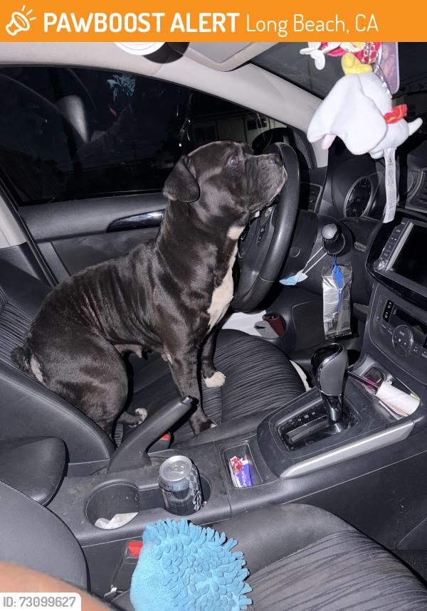 Found/Stray Female Dog last seen North Long Beach, Long Beach Blvd and Market street, Long Beach, CA 90831