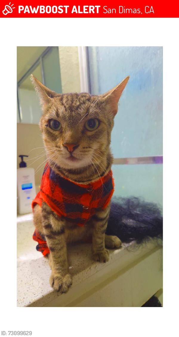 Lost Male Cat last seen Baseline Rd and San dimas Ave, San Dimas, CA 91773