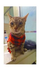 Lost Male Cat last seen Baseline Rd and San dimas Ave, San Dimas, CA 91773