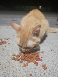 Found/Stray Female Cat last seen Near Karl rd, Columbus, OH 43229