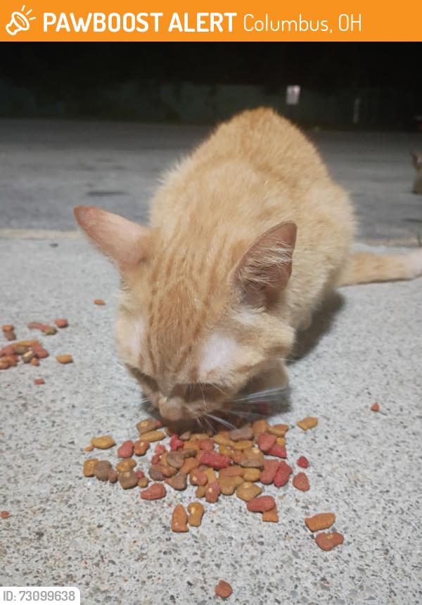 Found/Stray Female Cat last seen Near Karl rd, Columbus, OH 43229