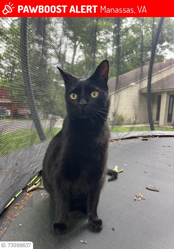 Lost Male Cat last seen Stoneybrook Dr, Mornigside Dr, Manassas, VA 20112