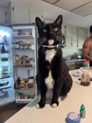 Lost Male Cat last seen Madison and Sunrise, Fair Oaks, CA 95628