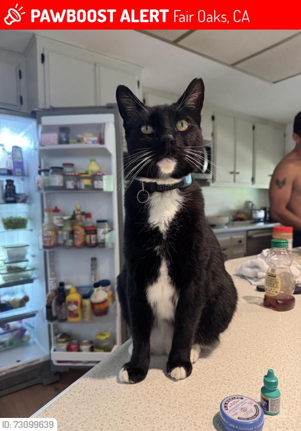 Lost Male Cat last seen Madison and Sunrise, Fair Oaks, CA 95628