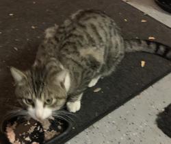 Lost Male Cat last seen Lighthouse Lane, Lancaster, CA 93536