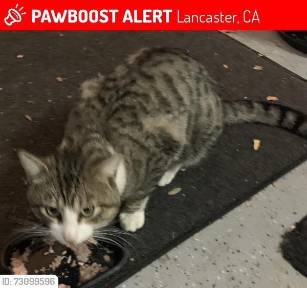 Lost Male Cat last seen Lighthouse Lane, Lancaster, CA 93536
