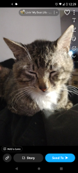 Reunited Male Cat last seen Ardelia Avenue, Saint John, MO 63114
