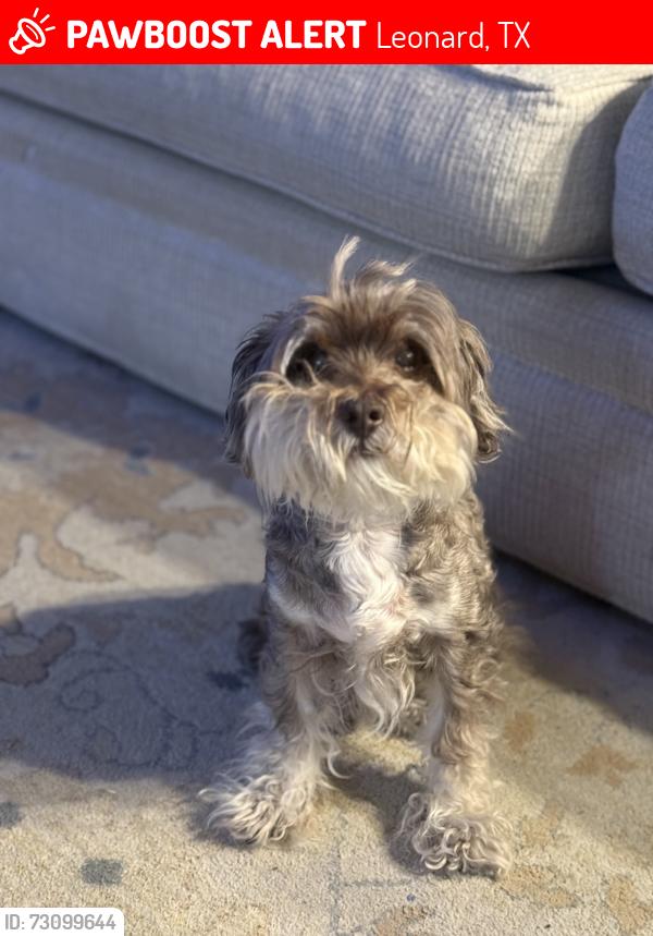 Lost Male Dog last seen County road 707, Leonard, TX 75452