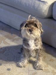 Lost Male Dog last seen County road 707, Leonard, TX 75452
