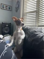 Reunited Male Dog last seen Hillside Dr and Iris Dr, Hendersonville, TN 37075