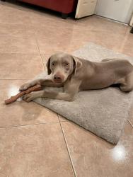 Lost Female Dog last seen Fuqua and blackhawk, Houston, TX 77075