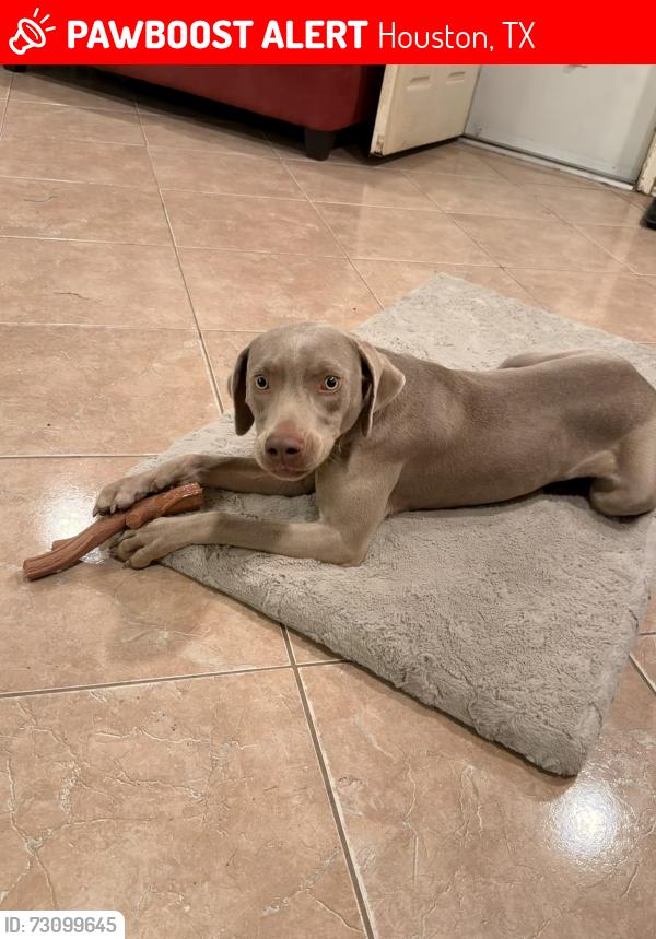 Lost Female Dog last seen Fuqua and blackhawk, Houston, TX 77075