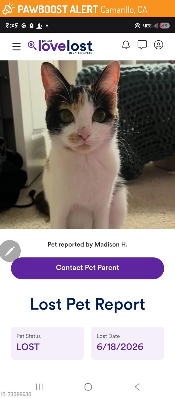 Found/Stray Female Cat last seen MEL VINCENT PARK IN SPRINGVILLE, Camarillo, CA 93010