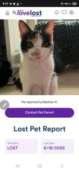 Found/Stray Female Cat last seen MEL VINCENT PARK IN SPRINGVILLE, Camarillo, CA 93010