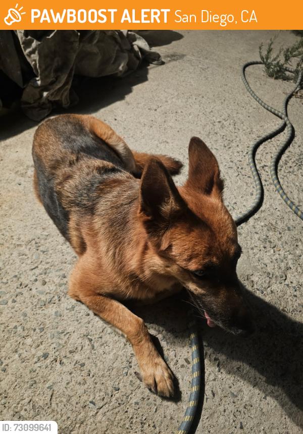 Found/Stray Unknown Dog last seen Rytko St., San Diego, CA 92114