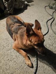 Found/Stray Unknown Dog last seen Rytko St., San Diego, CA 92114