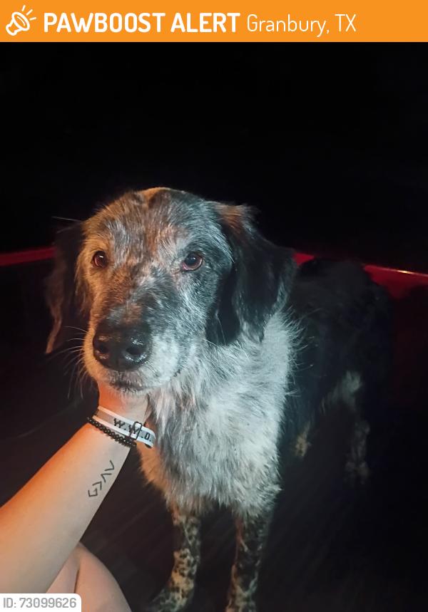 Found/Stray Female Dog last seen Near Kelly drive, Granbury, TX 76048