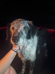 Found/Stray Female Dog last seen Near Kelly drive, Granbury, TX 76048