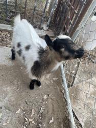 Lost Male Other last seen WASSON canyon and hwy 74, Perris, CA 92570