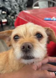 Lost Female Dog last seen Washburn and donna, North Las Vegas, NV 89030
