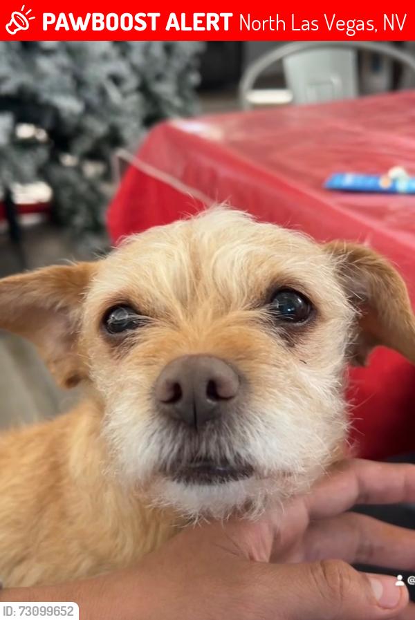 Lost Female Dog last seen Washburn and donna, North Las Vegas, NV 89030