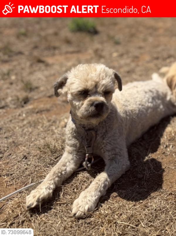 Lost Female Dog last seen Mesa rock and Centre city pkwy, Escondido, CA 92046