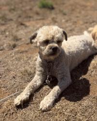Lost Female Dog last seen Mesa rock and Centre city pkwy, Escondido, CA 92046
