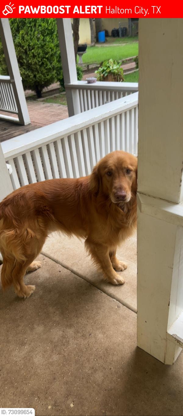 Lost Male Dog last seen Near field st Haltom city, Haltom City, TX 76117