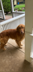 Lost Male Dog last seen Near field st Haltom city, Haltom City, TX 76117